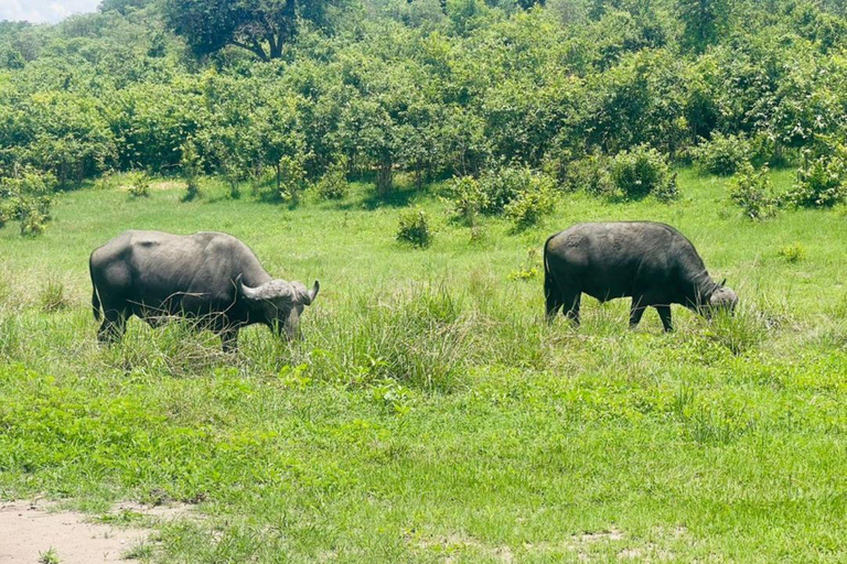 Unità di caccia al rinoceronte - Parco nazionale di Mosi-oa-tunya