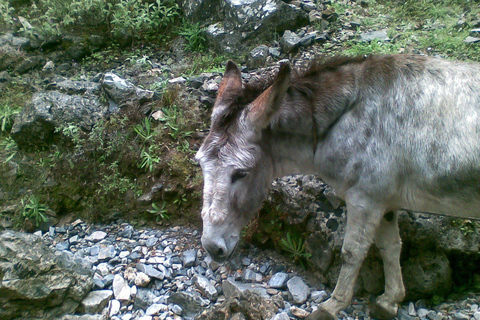 Crete: Samaria Gorge Hiking with transfer and expert Escort