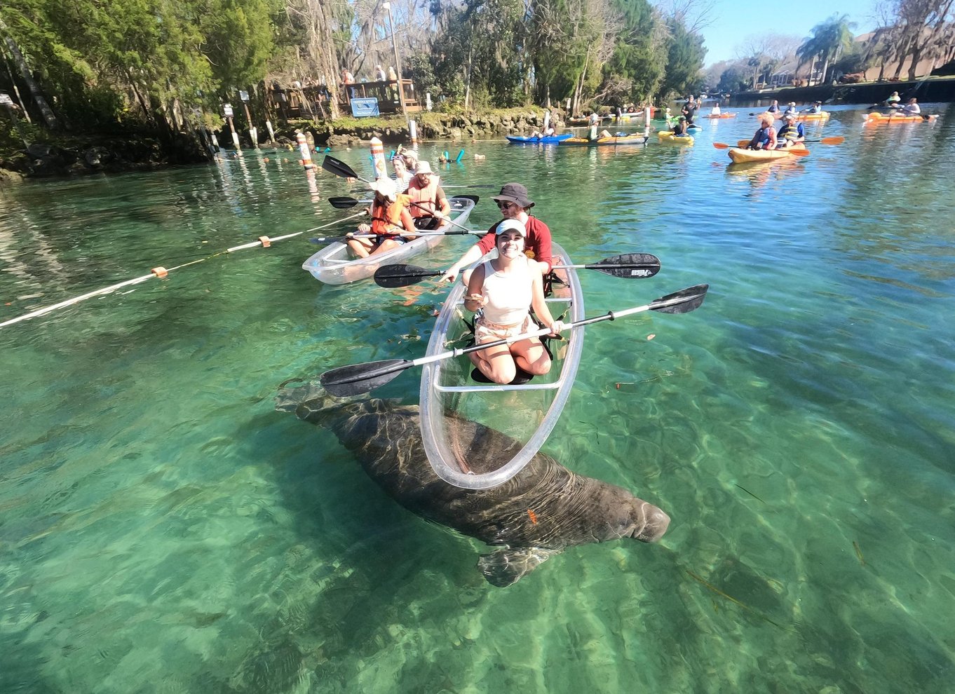 Three Sisters Springs og søkøer: Tur i kajak med gennemsigtig bund