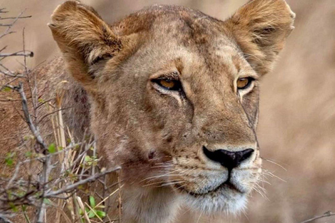 From Zanzibar: Selous Game Reserve Day Safari with Lunch