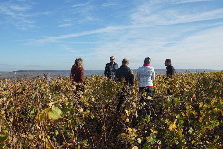 L'expérience du vignoble de Champagne : Plongez dans le terroirExpérience dans les vignobles de Champagne en anglais