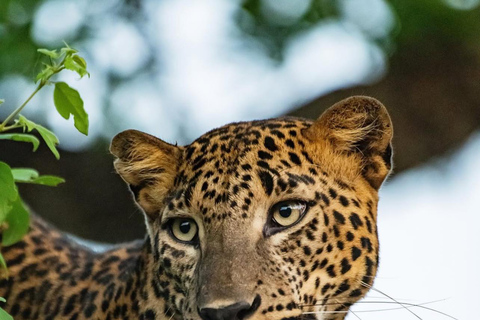 Kandy to Yala Transfer With Hidden Stops & Spice Garden