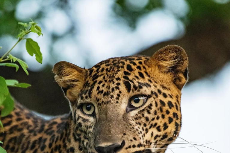 Kandy to Yala Transfer With Hidden Stops & Spice Garden