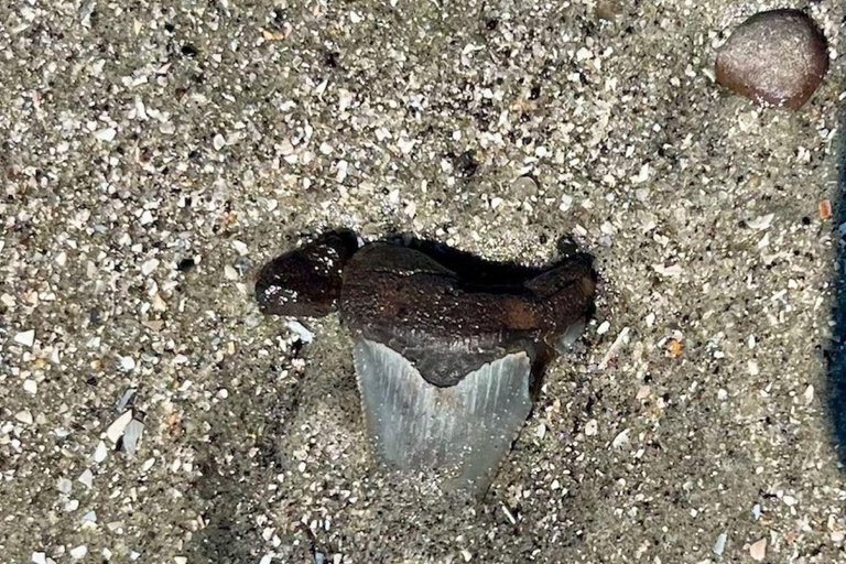 Folly Beach: Morris Island båttur med fossiljakt