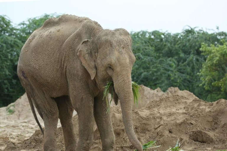 From Delhi: Day Trip to Taj Mahal, Agra Fort & Elephant SOS Car + Guide + Entrance Tickets