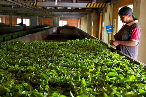 Kandy: Full-Day Tour with Historical Cultures