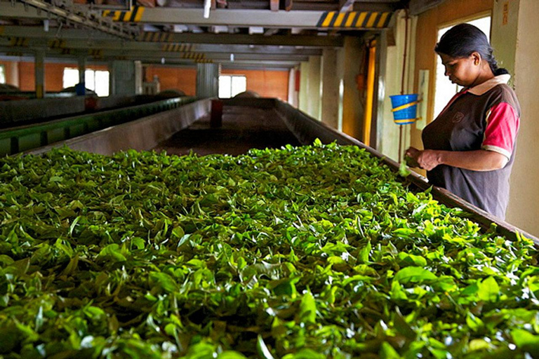 Kandy: Full-Day Tour with Historical Cultures