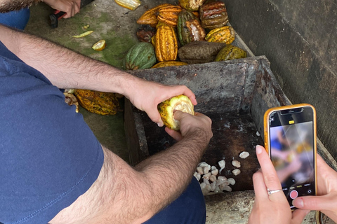 Medellín: Visita a una granja de cacao y elaboración de chocolate, cerca de la ciudadVisita compartida