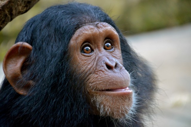 Visit 4 Day Kibale Forest Chimpanzee Tracking in Kampala