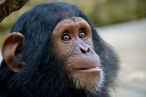 4-daagse Kibale Forest chimpansee volgen
