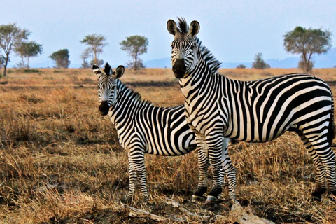 Safari d'une journée au Cap