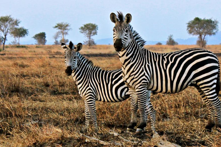 Hele dag op safari in Kaapstad