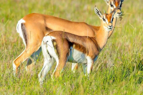 MASAI MARA: 3 DAYS MASAI MARA BUDGET GROUP JOINING SAFARI