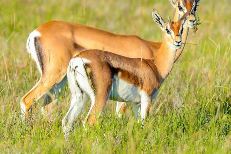 MASAI MARA: 3 DAYS MASAI MARA BUDGET GROUP JOINING SAFARI