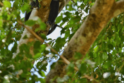 San Cristóbal: Passeio de caiaque de 3 dias na Selva LacandonaCabina com casa de banho privativa