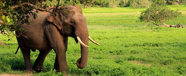Visit Hambantota Udawalawe Safari & Elephant Orphanage Tour in Hambantota
