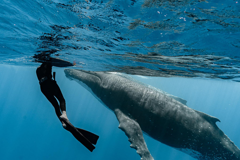 Moorea Shared Boat Tour Whale Swimming and Snorkeling Moorea 4H Shared Boat Tour Whale Swimming and Snorkeling