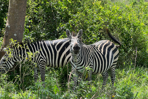 Lake Mburo National Park: 2 Day Wildlife Tour from Kampala