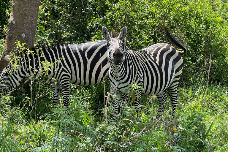 Lake Mburo National Park: 2 Day Wildlife Tour from Kampala