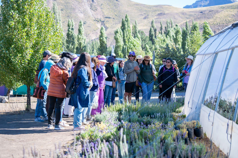Villa Llanquín: Magic of the Steppe and Lavender Experience