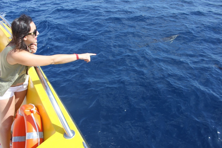 Lanzarote : île de Lobos, observation de dauphins
