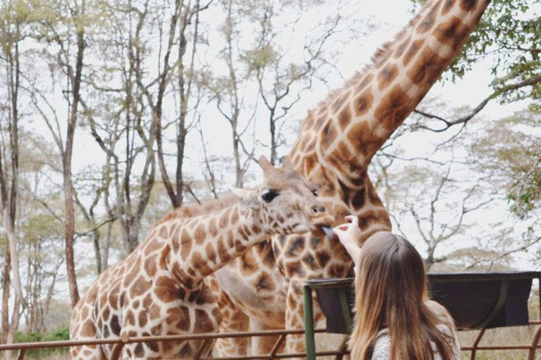 Elephant Orphanage and Giraffe Center Tour