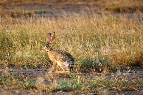 Shirvan Eco-Tour: Gazelles, Birdwatching & Village Lunch Private tour