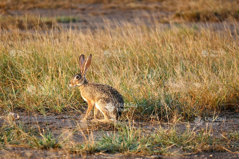 Shirvan Eco-Tour: Gazelles, Birdwatching & Village Lunch Private tour