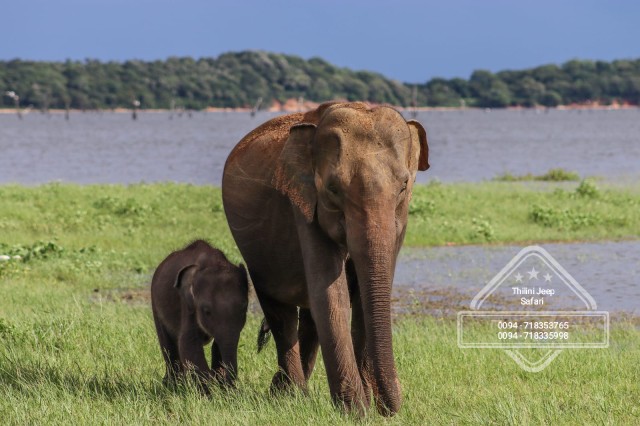 Visit Minneriya national park elephant safari by 4×4 jeep in Tangalle