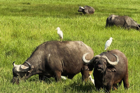 6 - Days Northern Serengeti Wildebeest Migration safari Serengeti Wildebeest Migration safari adventure