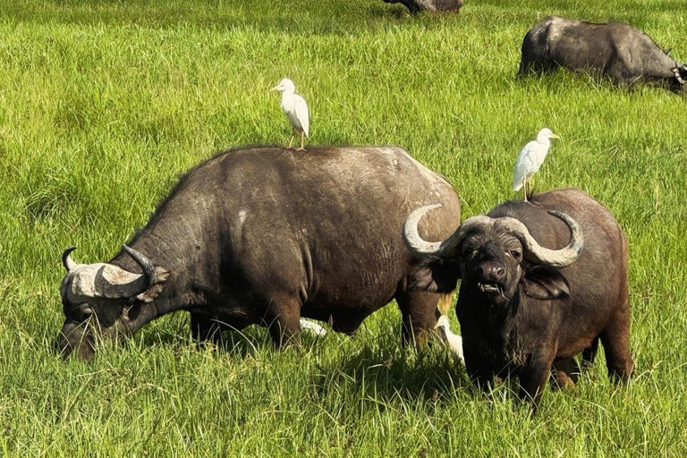6 - Days Northern Serengeti Wildebeest Migration safari Serengeti Wildebeest Migration safari adventure