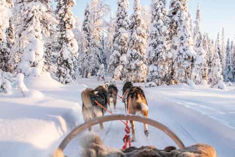 The best Kuusamo Dog sledding & husky tours 2026 - Free