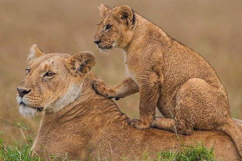 Passeio matinal ou vespertino pelo Parque Nacional de NairobiPasseio de carro pelo Parque Nacional de Nairóbi