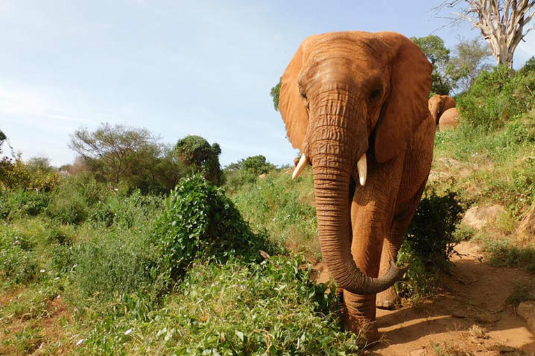 Nairobi: Tour gastronómico com o Centro das Girafas e o Elefante ...