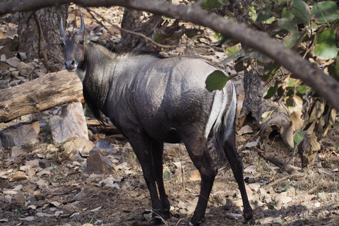 Jaipur : Safari aux léopards à Jhalana l Repérer les animaux sauvages