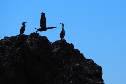 Lisbon: Ocean Safari with Marine Biologists