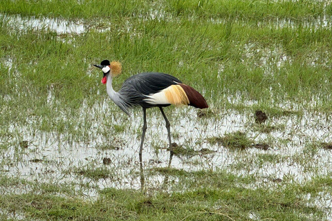 Tour di un giorno del Parco Nazionale di Amboseli e visita al villaggio Maasai