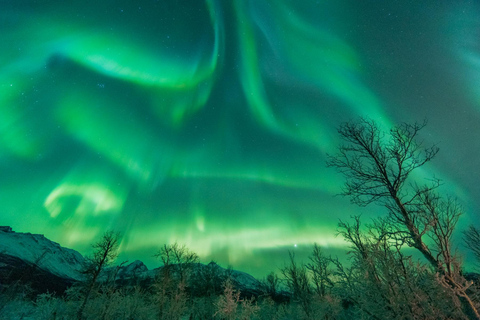 Tromsø: Northern Lights Hunt with Photos and Hot Food