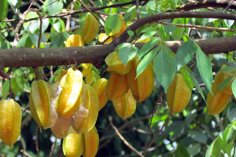 Zanzibar Essence: Cidade de Pedra e Aventura nas Plantações de EspeciariasZanzibar: Excursão a Stone Town e Plantações de Especiarias