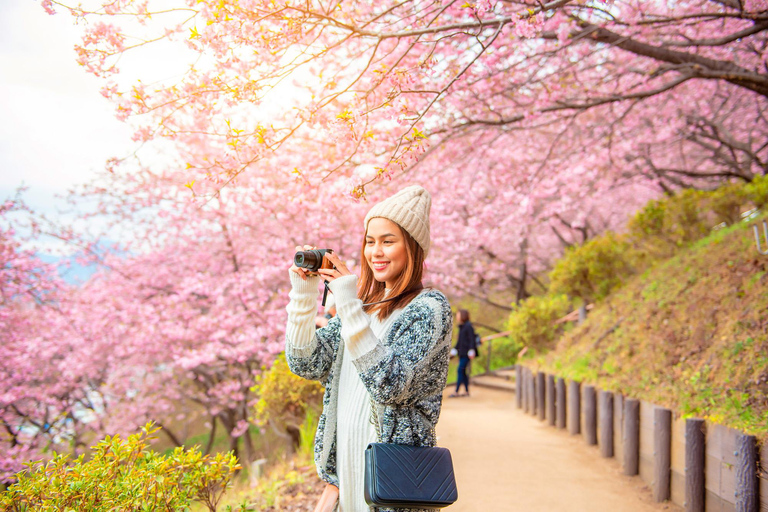 Seoul: Cherry Blossom & Pokpo Waterfall Cafe One Day Tour A. Cherry Blossom Spring Route