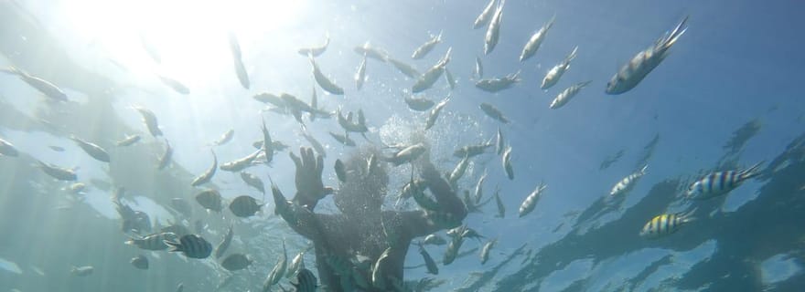 Lombok : Tour en bateau des îles Gili Nanggu, Kedis et Sudak