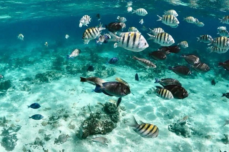 007-Mañana Todo Incluido Nadar con Cerdos en la Isla Rosa007 Todo Incluido-Nadar con cerdos en la Isla Rosa