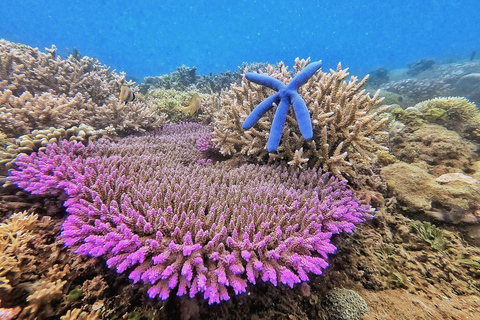 Lombok: Gili Islands Snorkeling Tour with Hotel Pickup Provate snorkling gili island with camera underwater