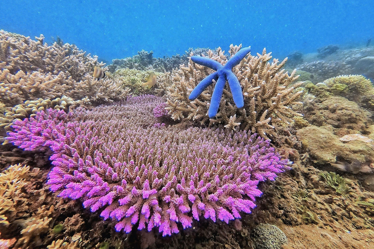 Lombok: Gili Islands Snorkeling Tour with Hotel Pickup Provate snorkling gili island with camera underwater