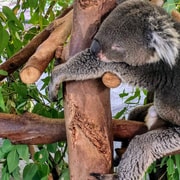 Perth: Caversham Wildlife Park & Swan Valley Tour