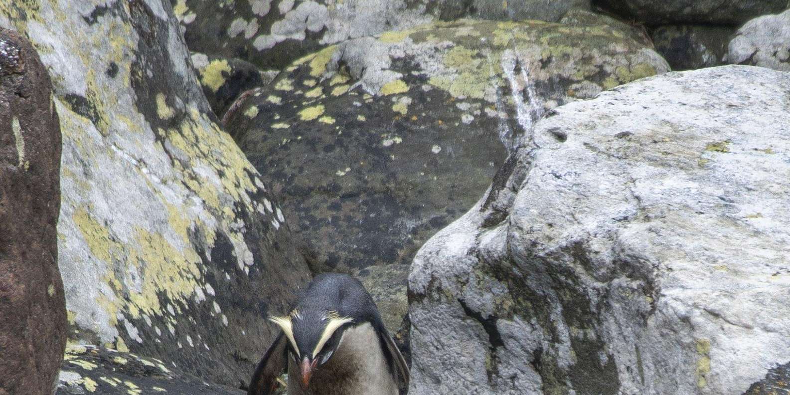 From Queenstown: Milford Sound Cruise and Coach Day Tour