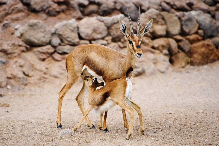 Oasis Wildlife Fuerteventura: bilet i przejażdżka wielbłądemBilet wstępu i przejażdżka na wielbłądzie