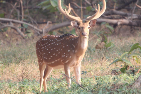 Yala Safari Experience from Ahungalla,Bentota,Beruwella,