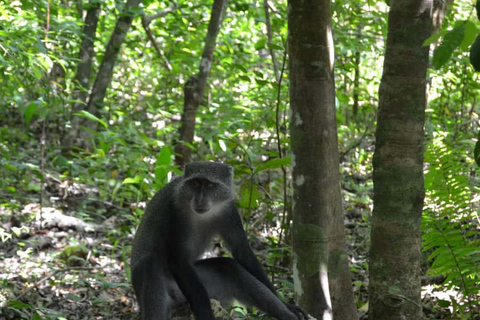 ZANZIBAR: tour della fattoria delle spezie, foresta di Jozani e ristorante RockTour privato, nessun trasferimento incluso