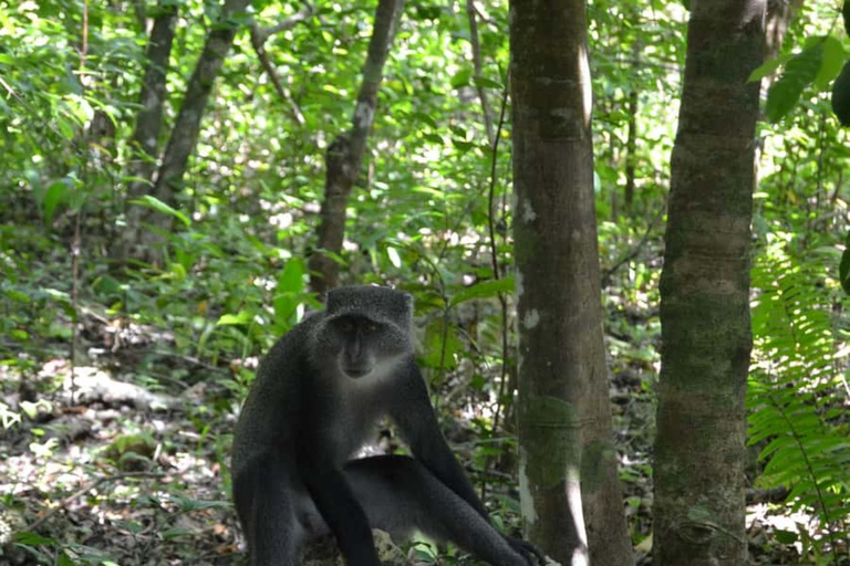 ZANZIBAR: tour della fattoria delle spezie, foresta di Jozani e ristorante RockTour privato, nessun trasferimento incluso